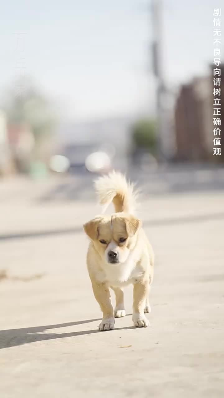 棄少歸來我纔是大少爺 - Episode 104