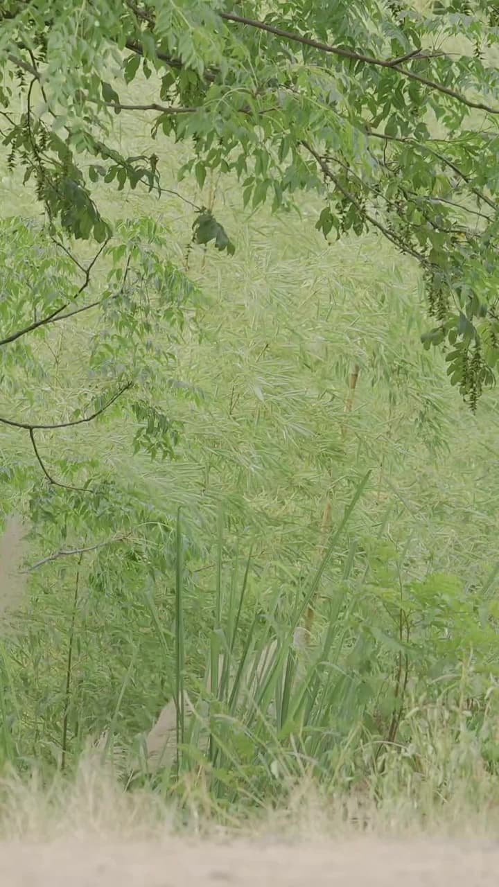 我和美女上司的荒島生涯 - Episode 74
