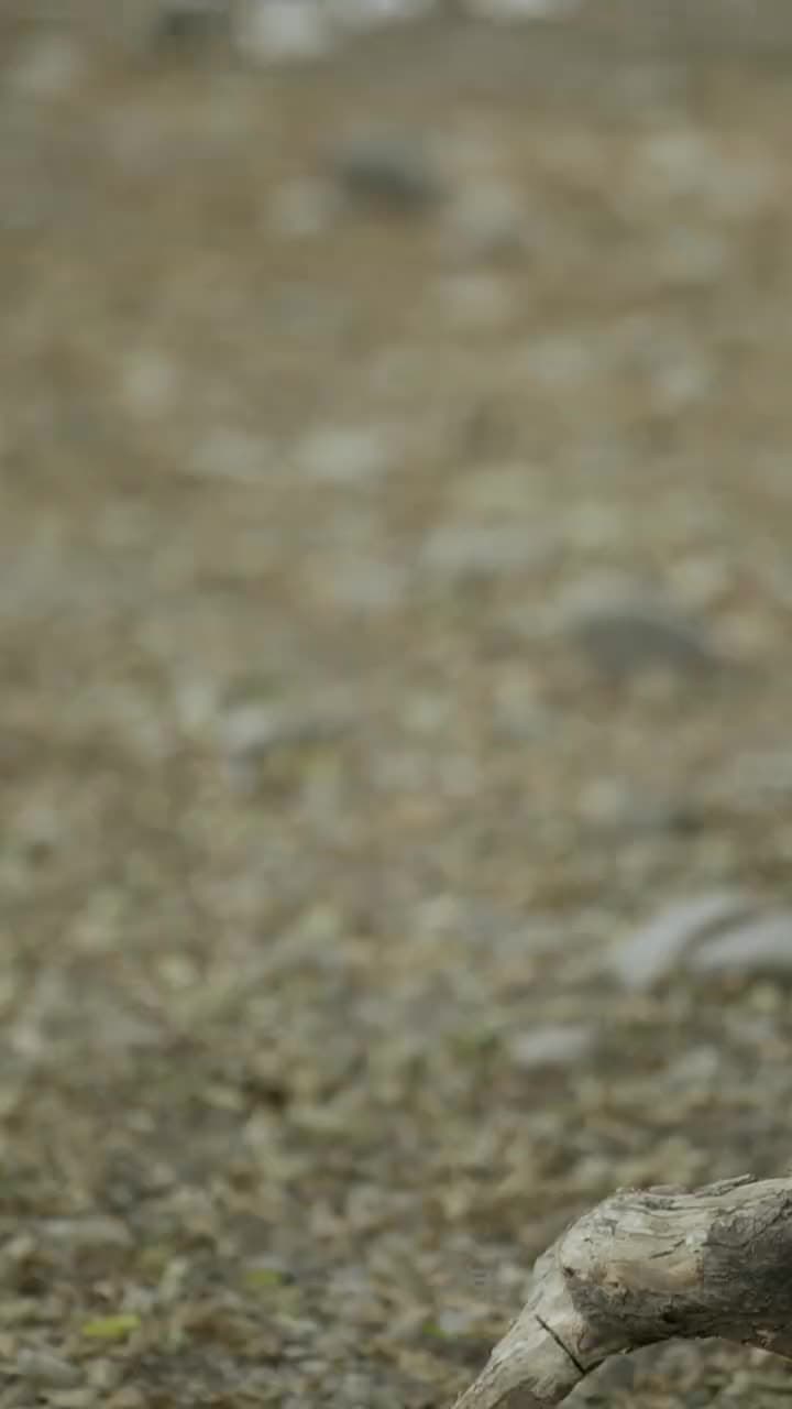 我和美女上司的荒島生涯 - Episode 36