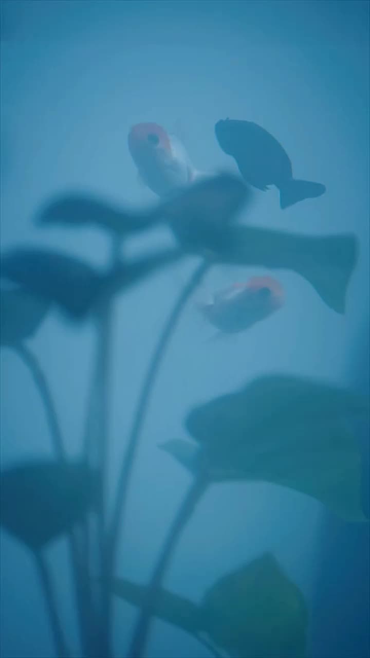 The Forbidden Bloom - Episode 36