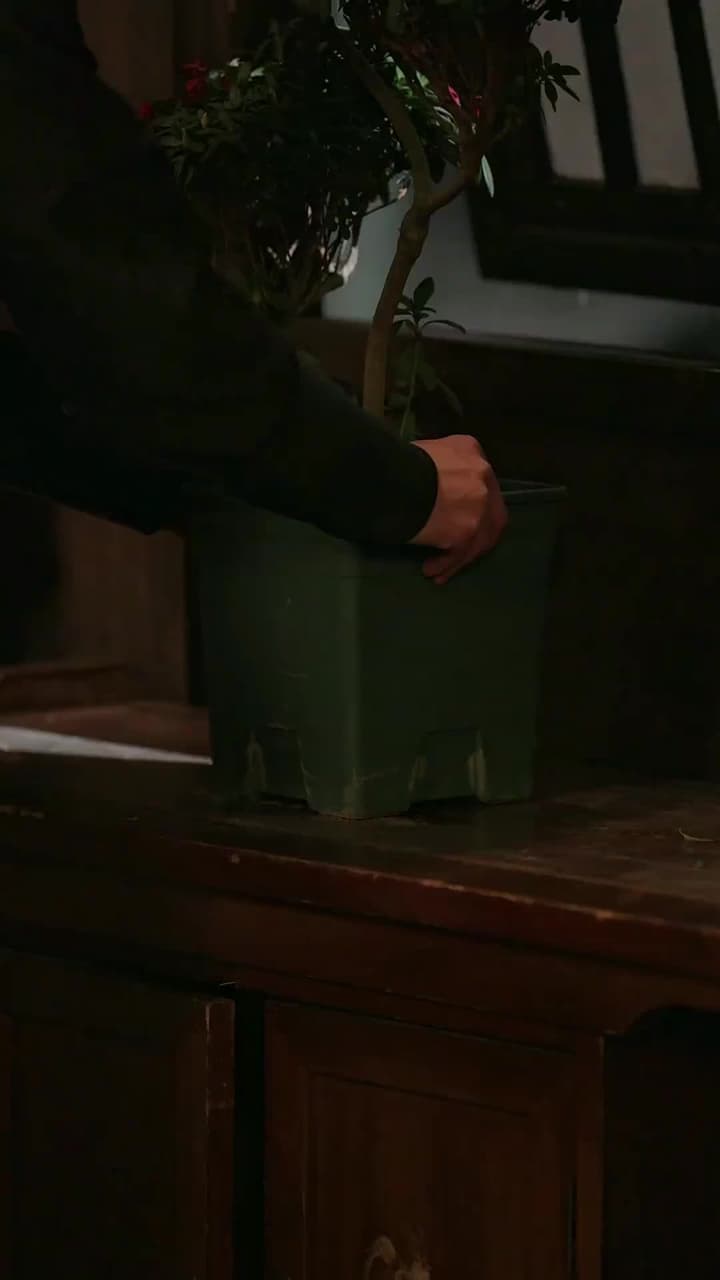Mộng Cành Vàng - Episode 30