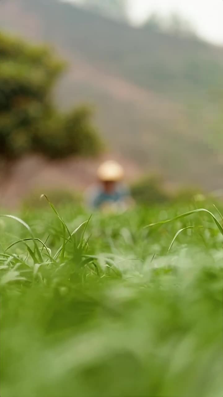The Farm Heiress - Episode 77