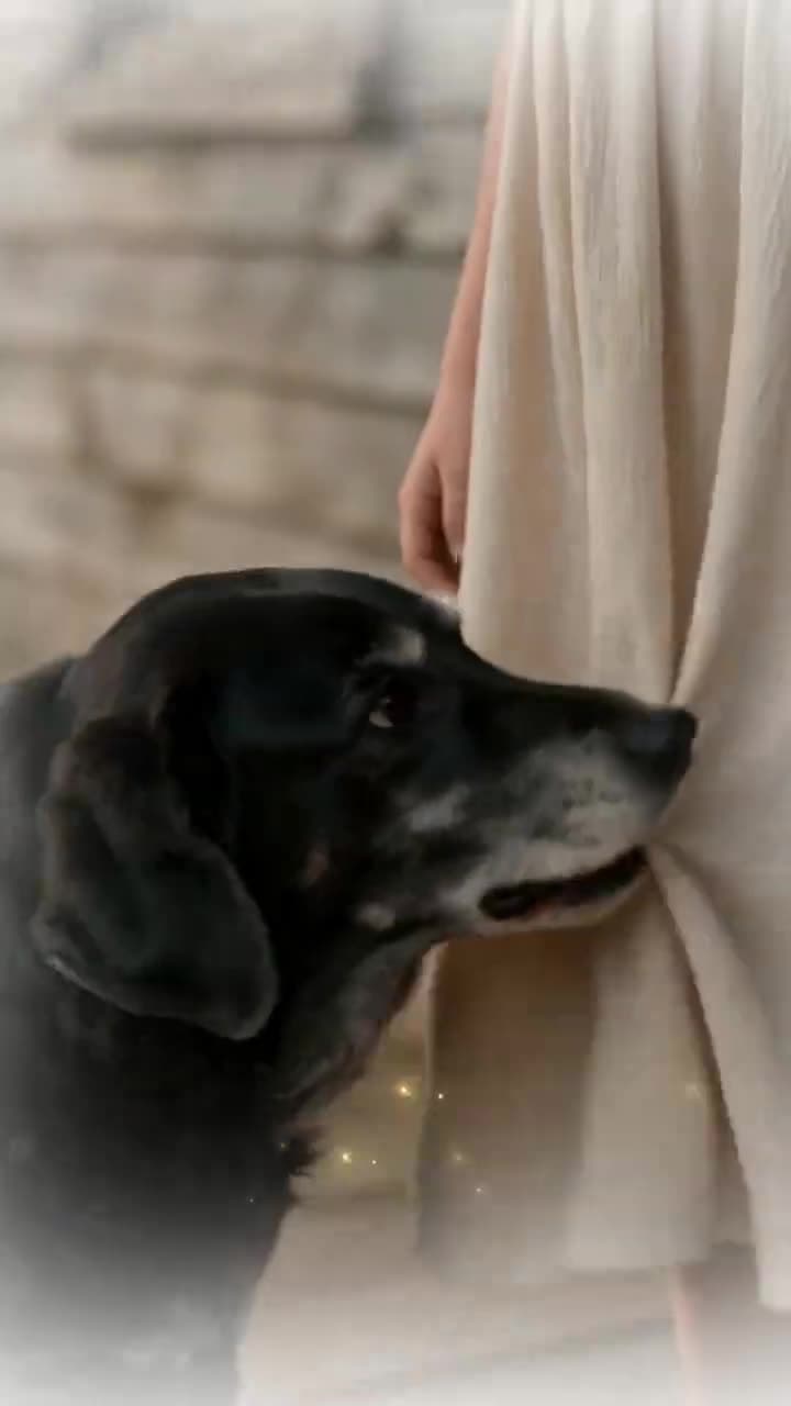 My Husband Called Me Crazy for Trusting My Dog - Episode 5
