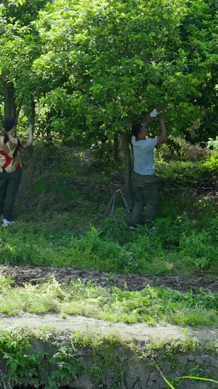 Segredos de Belém - Episode 105