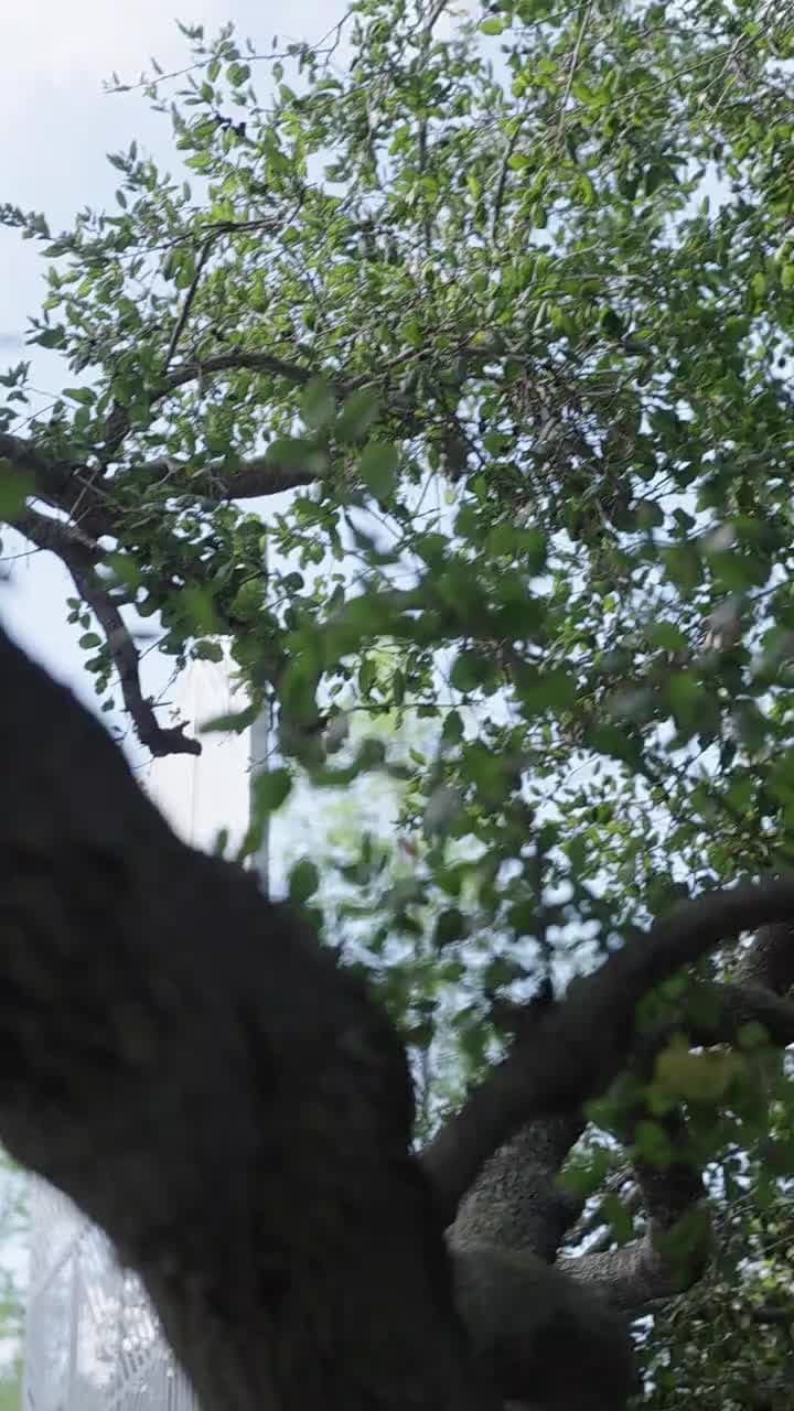 伴郎竟是我億萬前任 - Episode 11