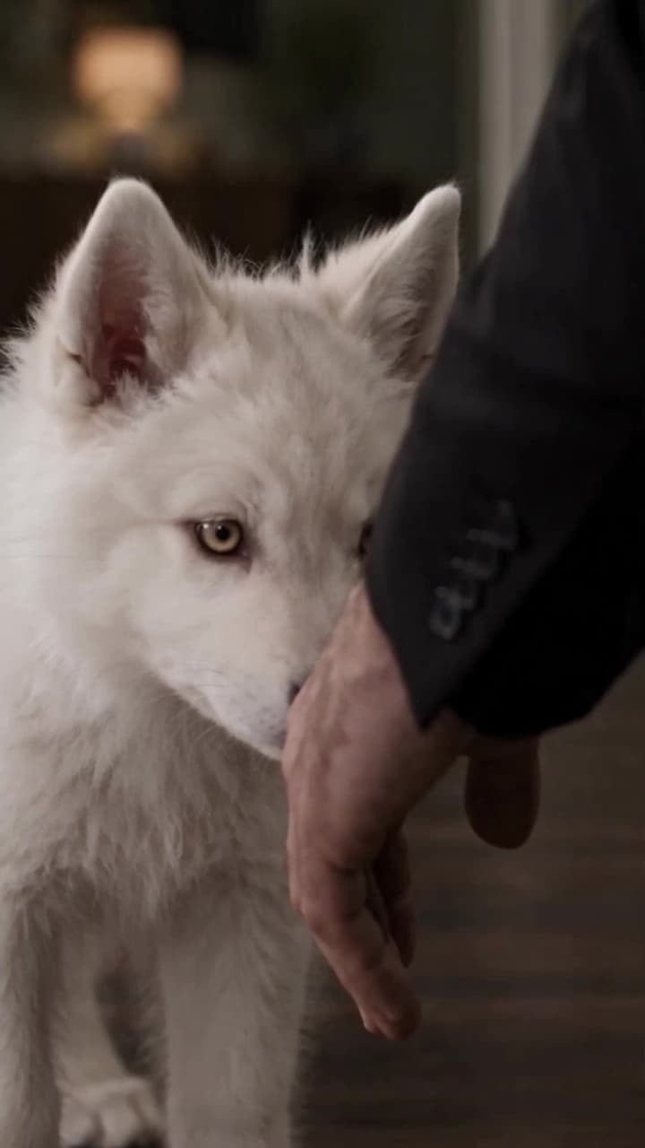 After the divorce, I gave birth to two wolf cubs for the gang boss. - Episode 16